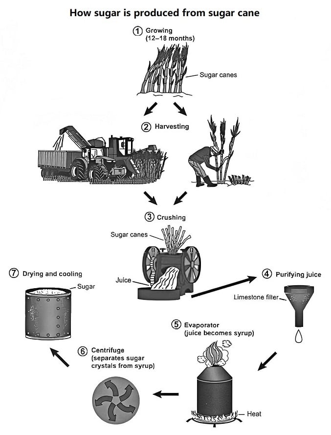Sugar Manufacturing Process from Sugar Cane