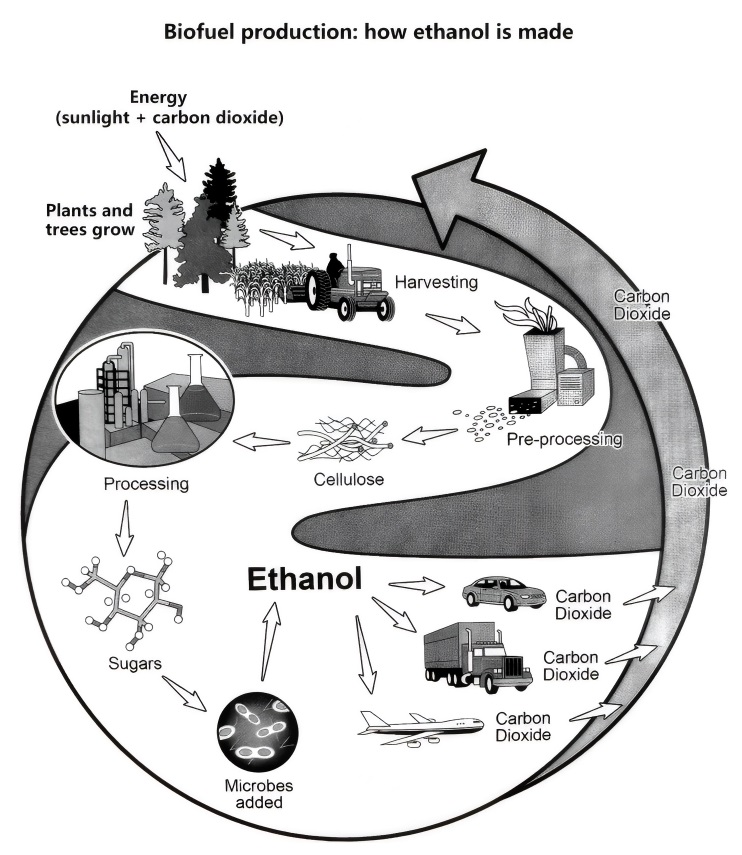 Biofuel production: how ethanol is made